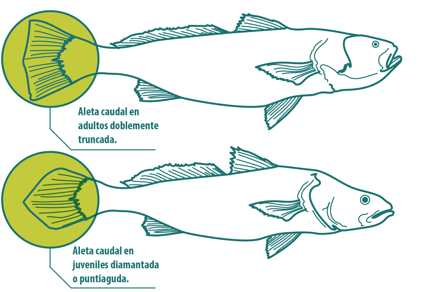 Perfil de Especie Totoaba