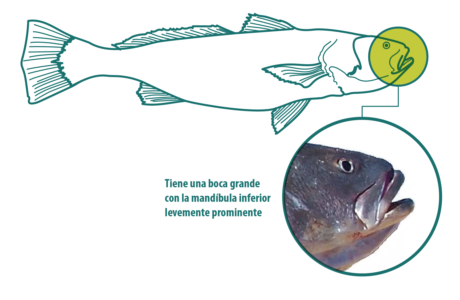 Perfil de Especie Totoaba