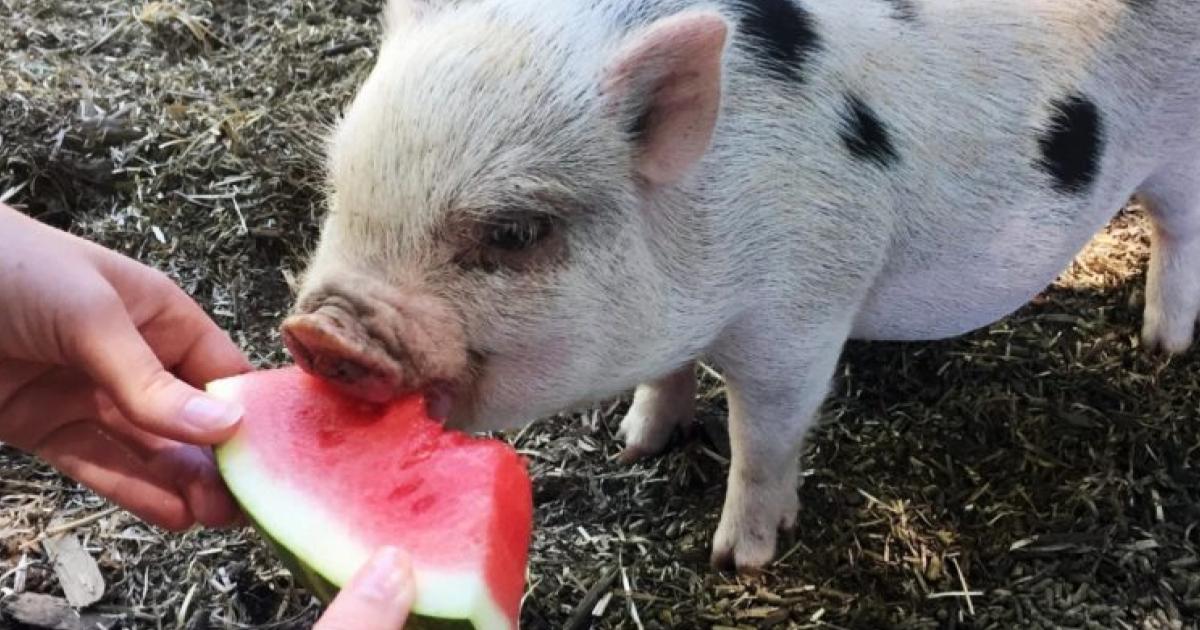 Mini Pigs. Qué debes de saber antes de comprar o tener uno