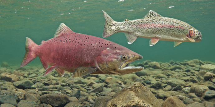 Salmon in hot water Data Nuggets