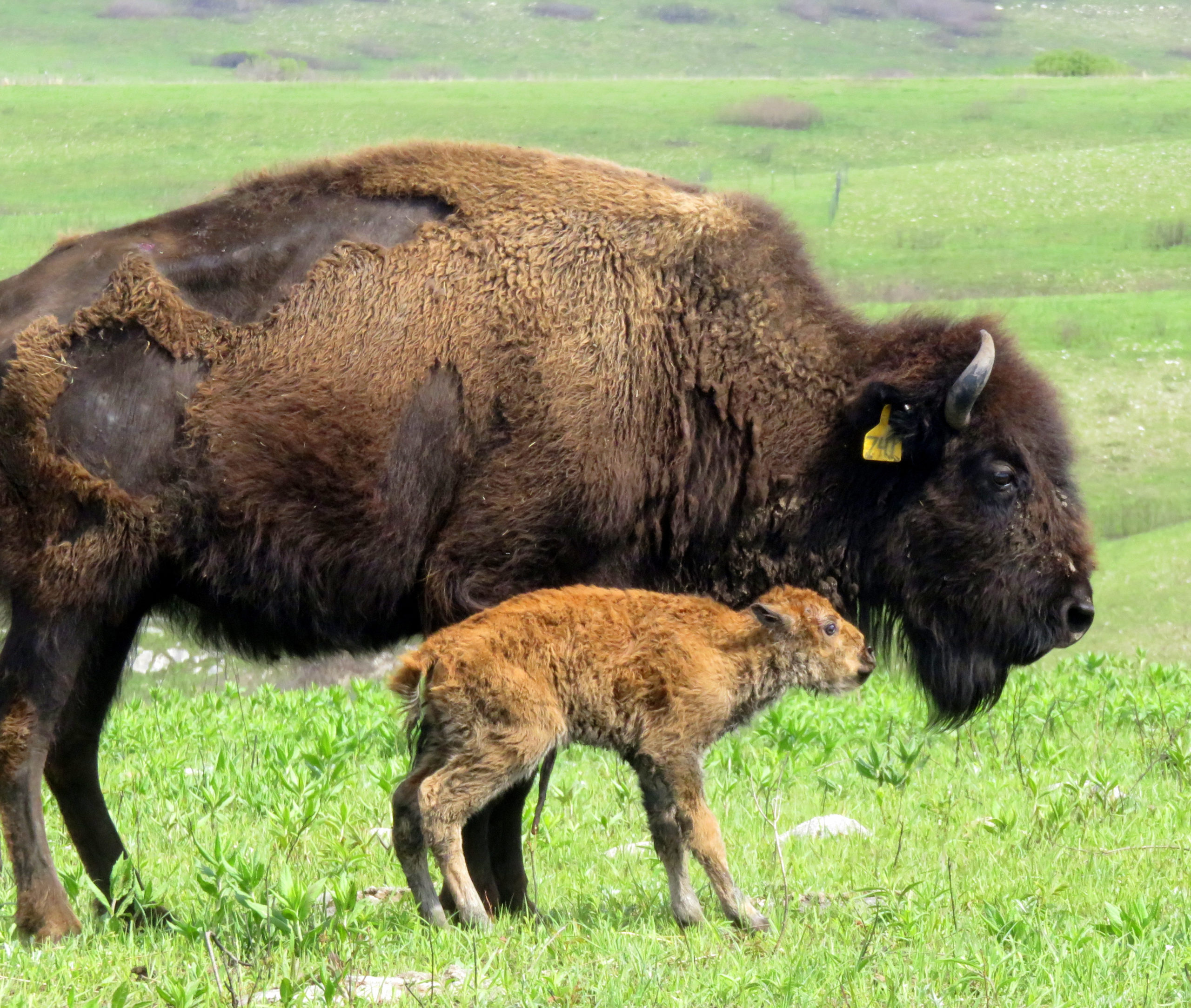 Does more rain make healthy bison babies? Data Nuggets