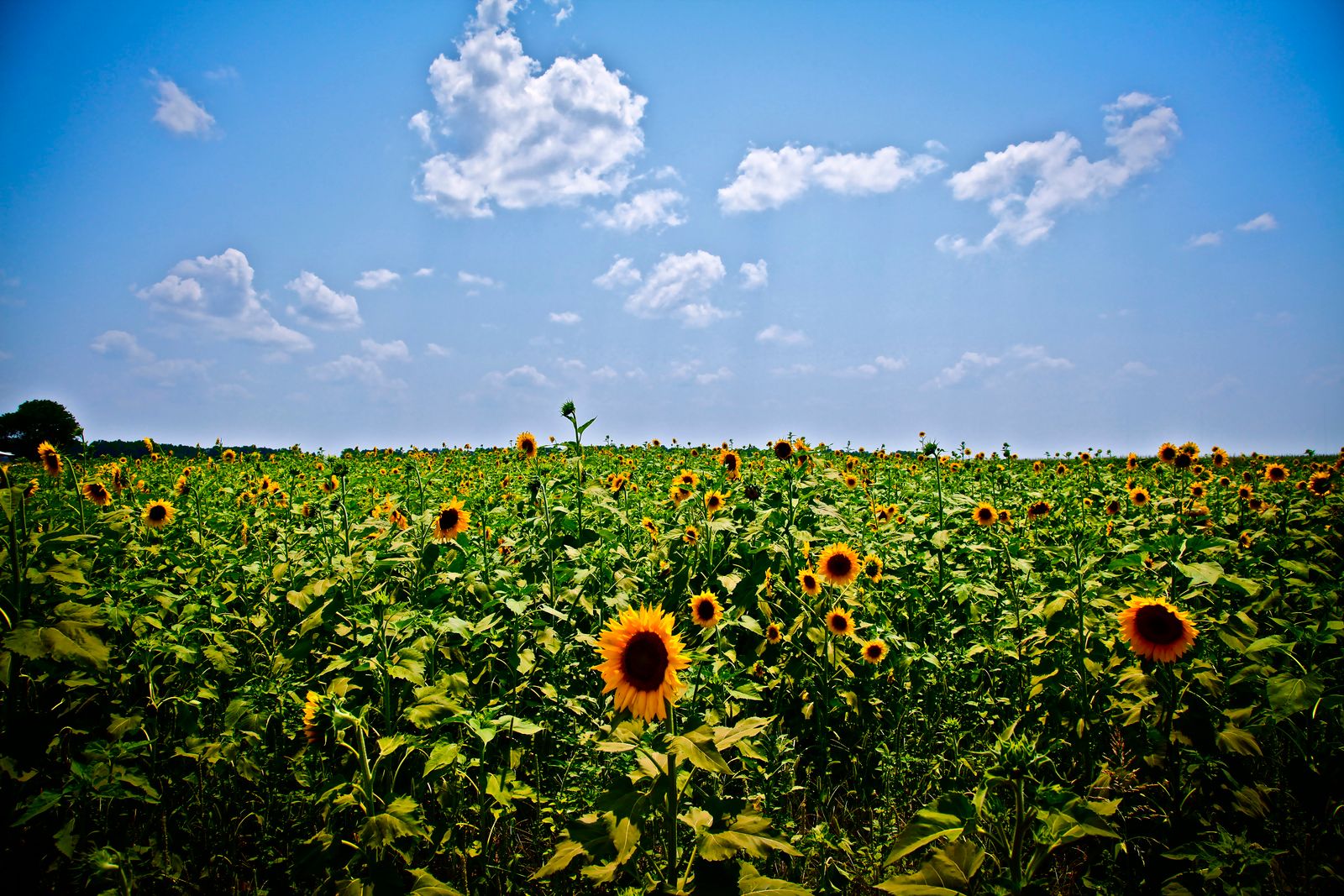 Caddo Parish, LA Data USA