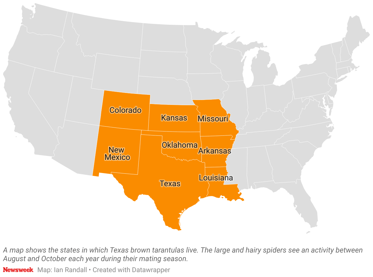 Tarantula Warning for Eight States What to Know Newsweek