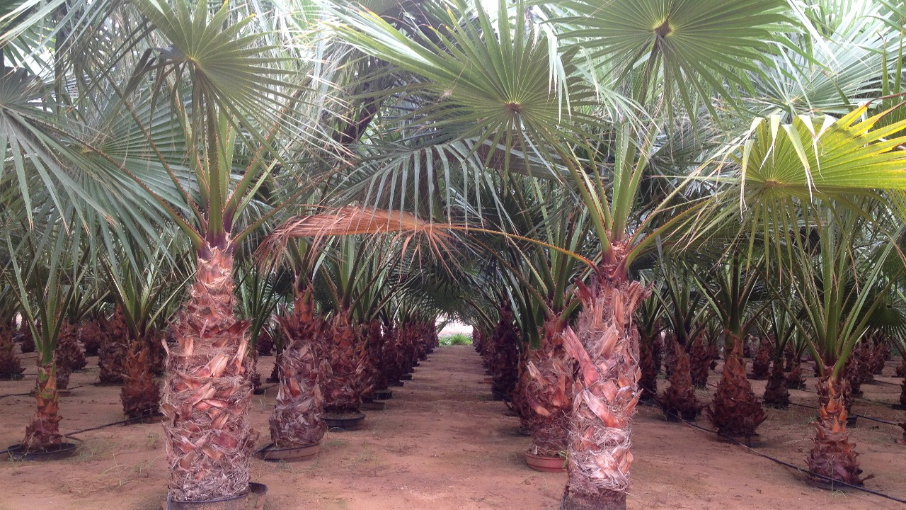 Different uses of date palm trees Date Palma Dubai