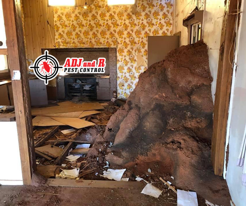 Termites and their nests come in all shapes and sizes ADJ and R Pest