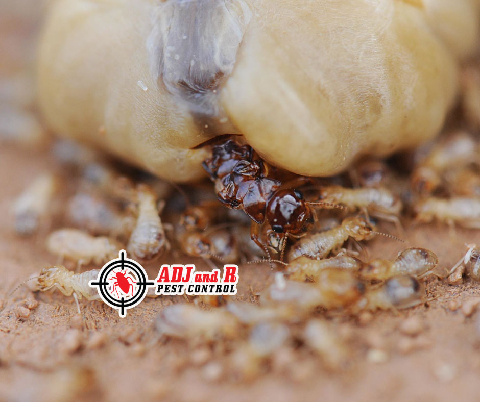 We offer complete termite control services that kill the queen and all