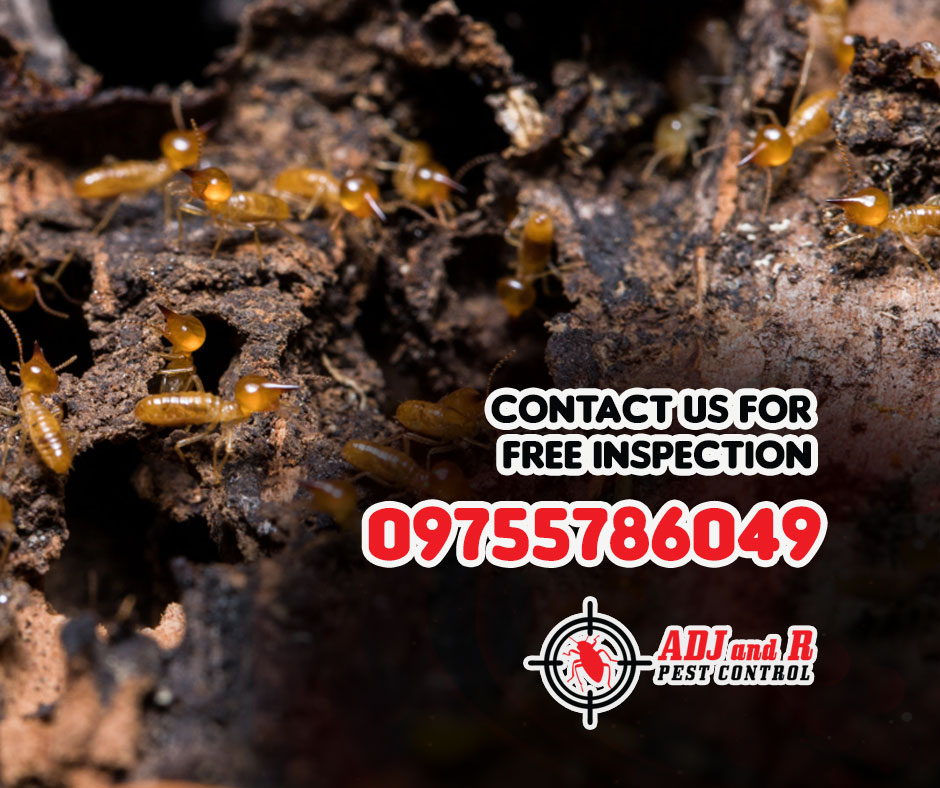 Safeguard Your Home with Expert Termite Pest Control Services! ADJ