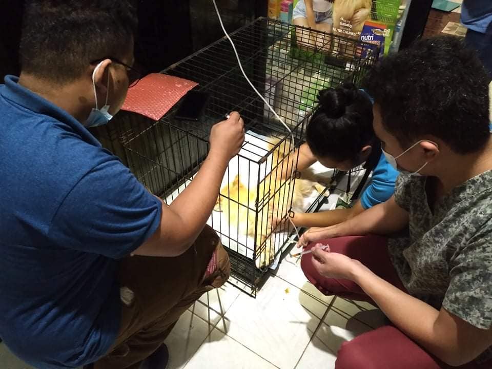 PAWS Doctor Animal Clinic 4 Davao Portal