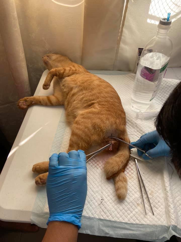 Primo Vet Animal Clinic