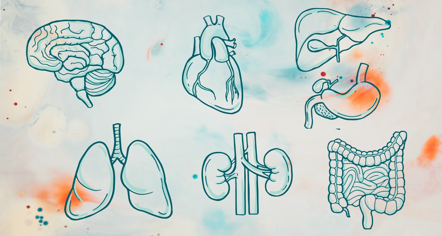 Visceral Manipulation The Organ Massage That Heals Pain, Digestion and