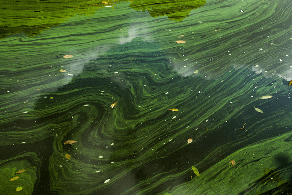 What You Need to Know About Algae, Bacteria, and Your Health Dave