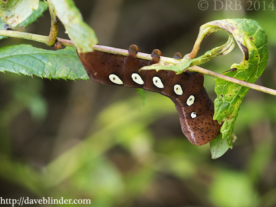 Pandora Sphinx Moth Caterpillar Dave Blinder Nature Photography