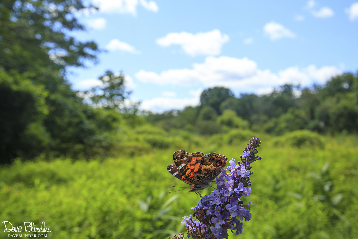 American Lady on Butterfly Bush at The Celery Farm Nature Preserve