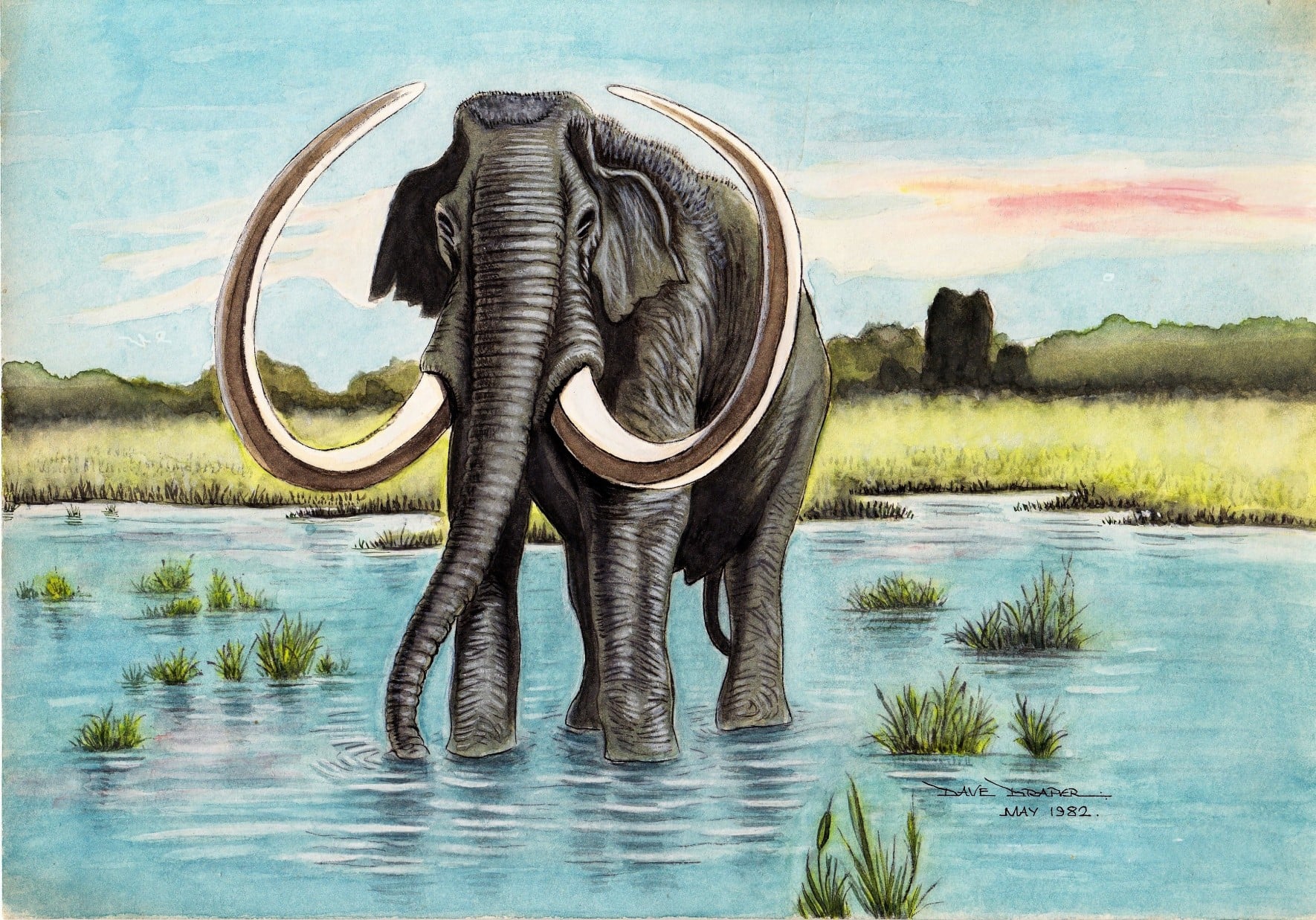 Mammuthus