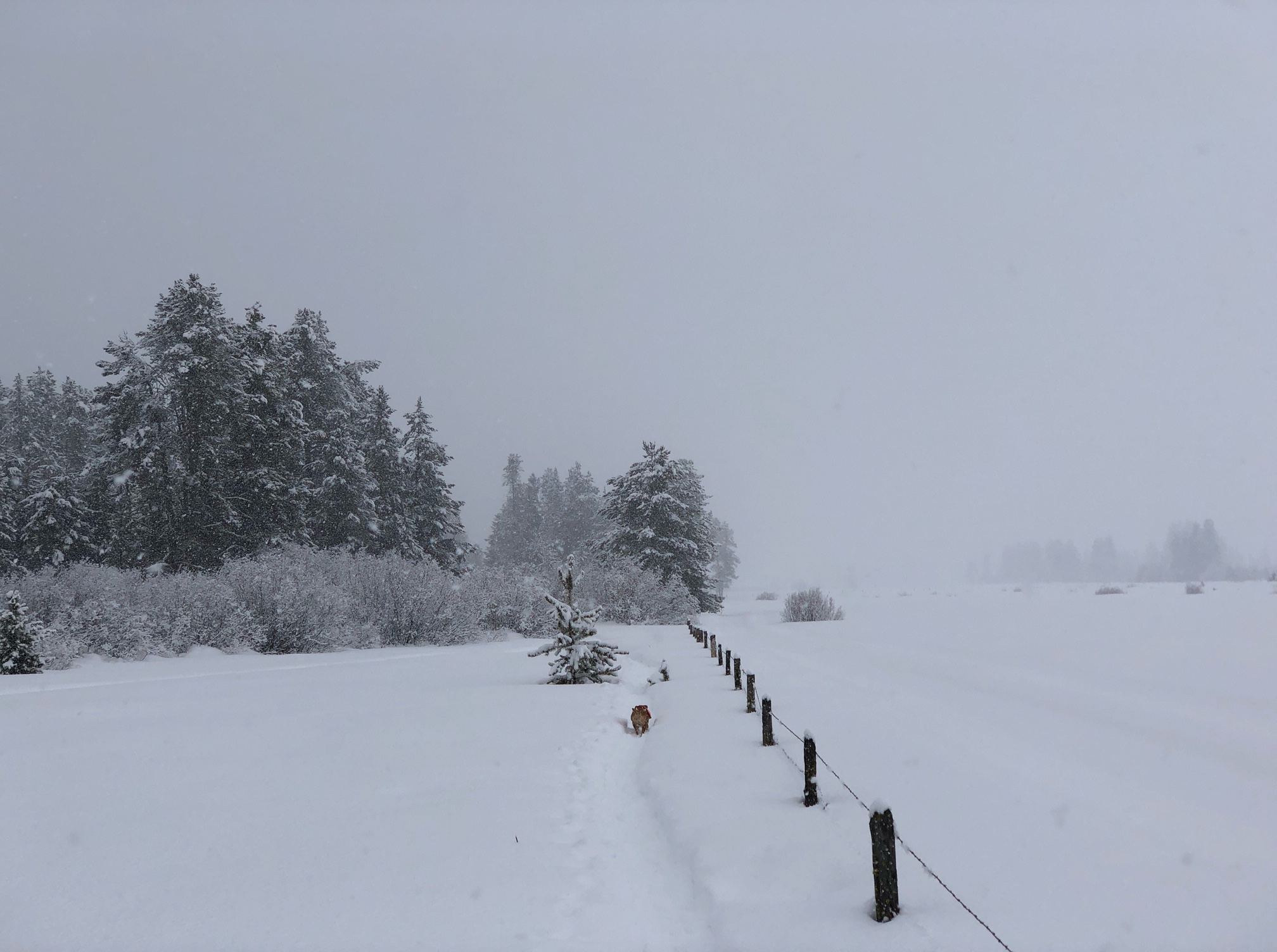 Snowshoe Jughandle, McCall, Idaho