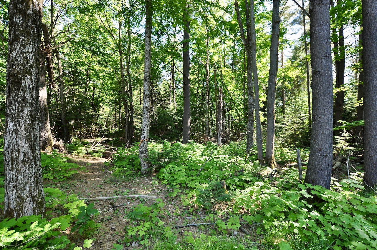 Dave Leslie Real Estate Muskoka Real Estate, homes in Huntsville