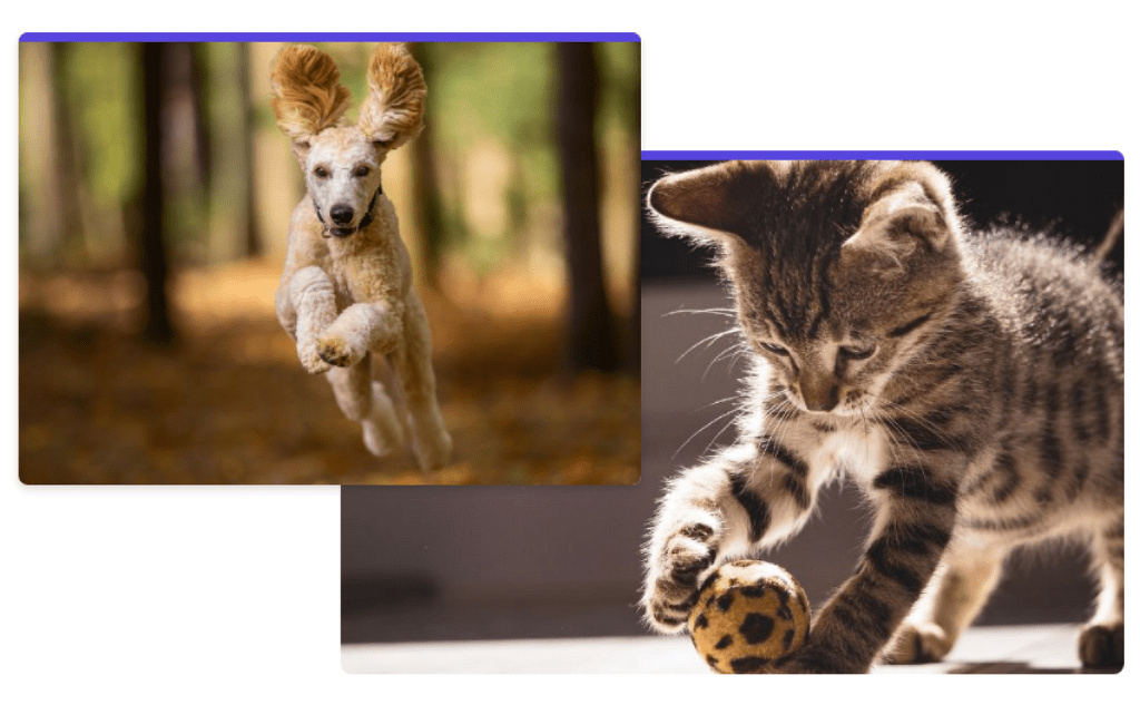 Caring For Your Pets Independent Vet Practice Daventry Vets