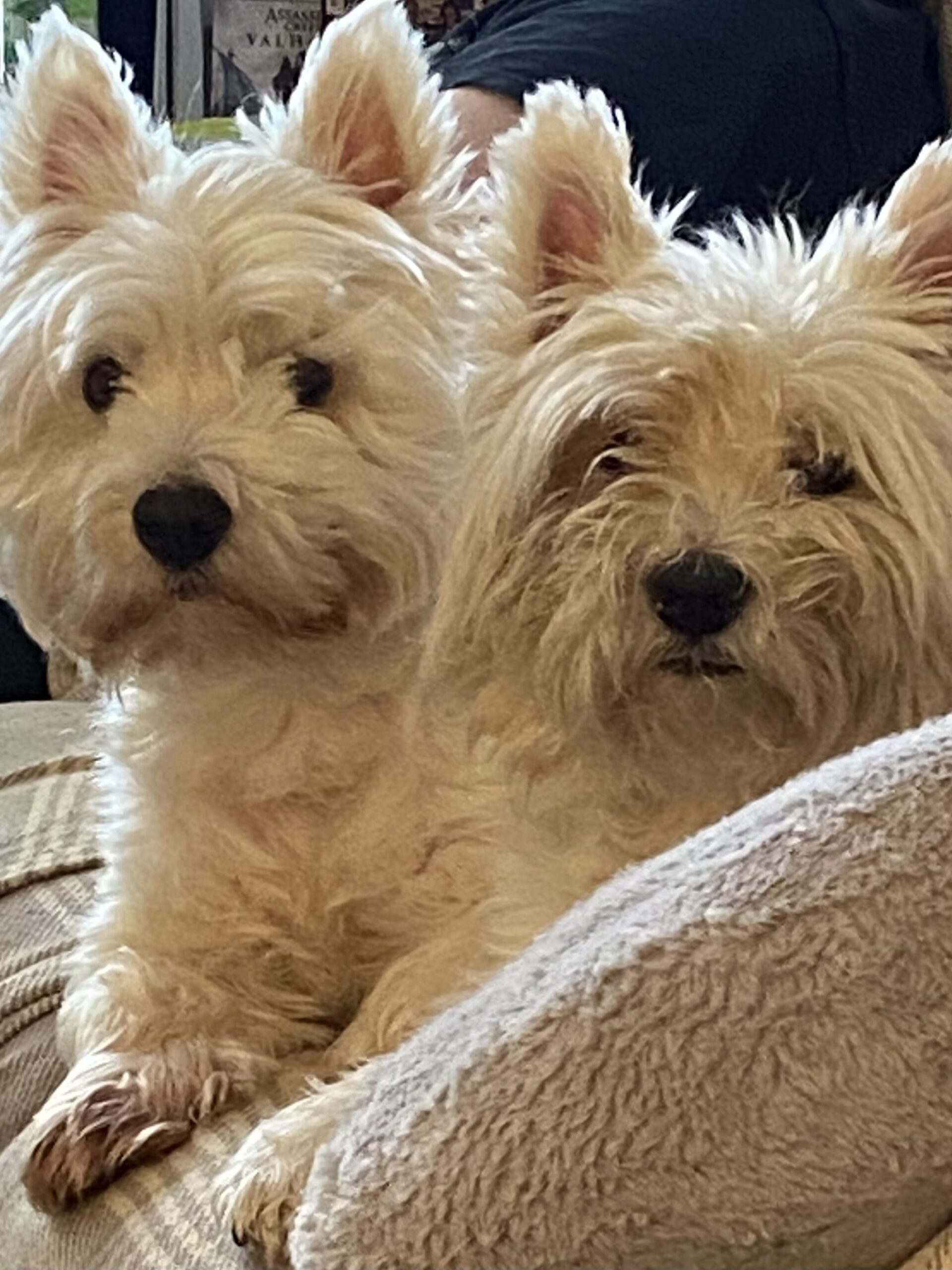 Isla and Angus Daventry Vets