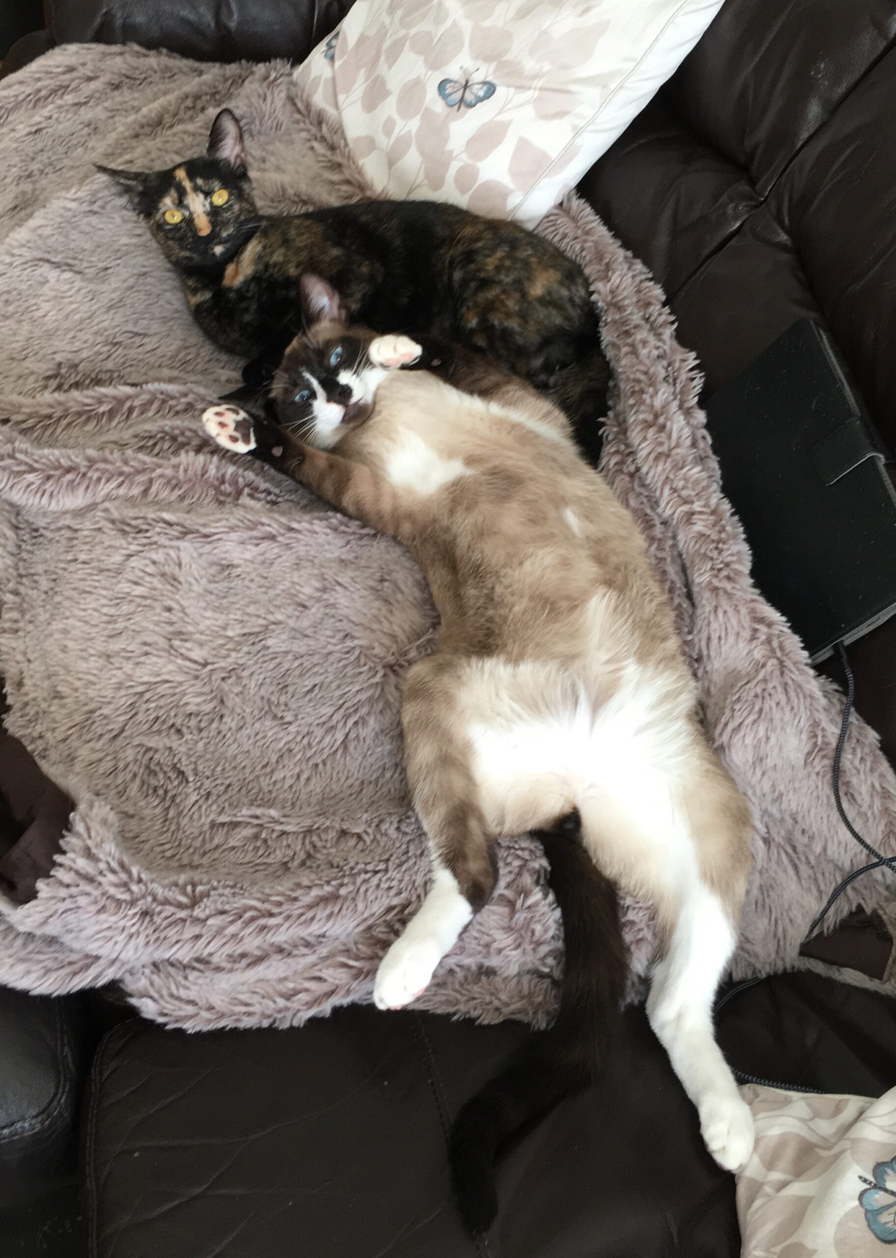 Sol and Luna Daventry Vets