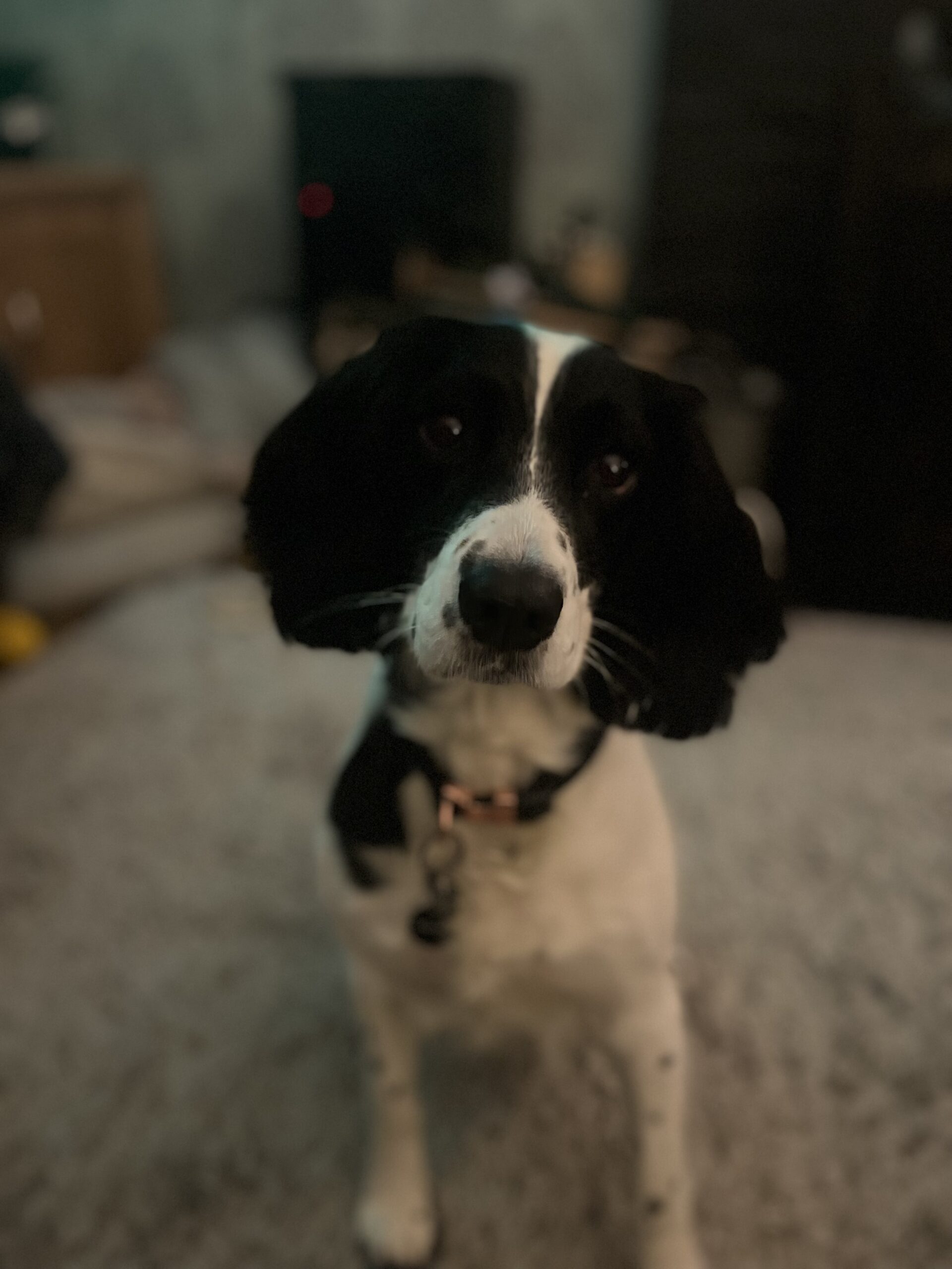 Pet Gallery Daventry Vets