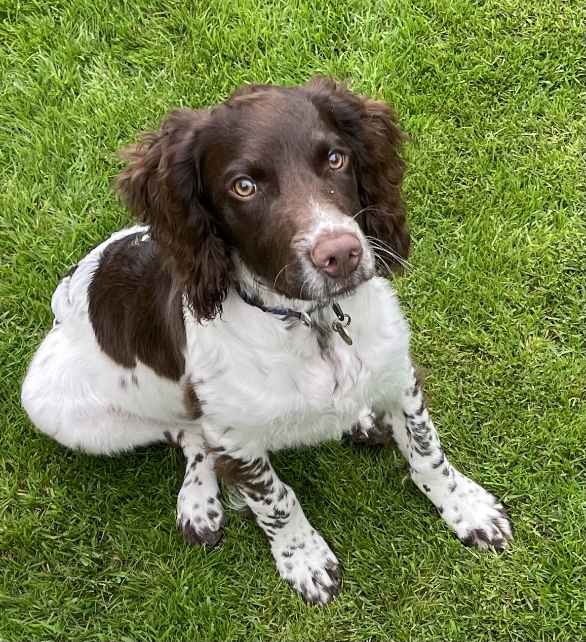 Fletch Daventry Vets