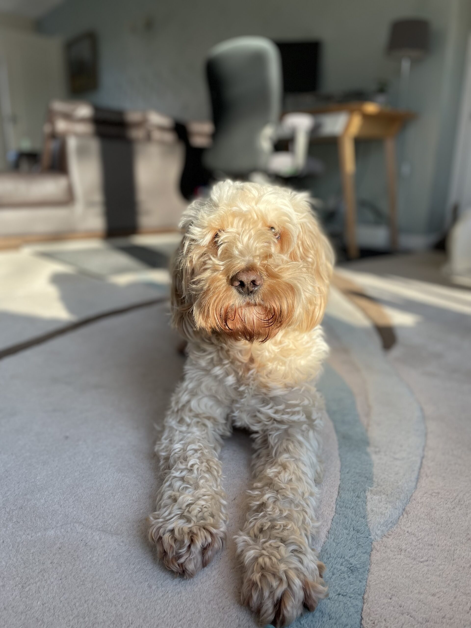 Bailey Daventry Vets