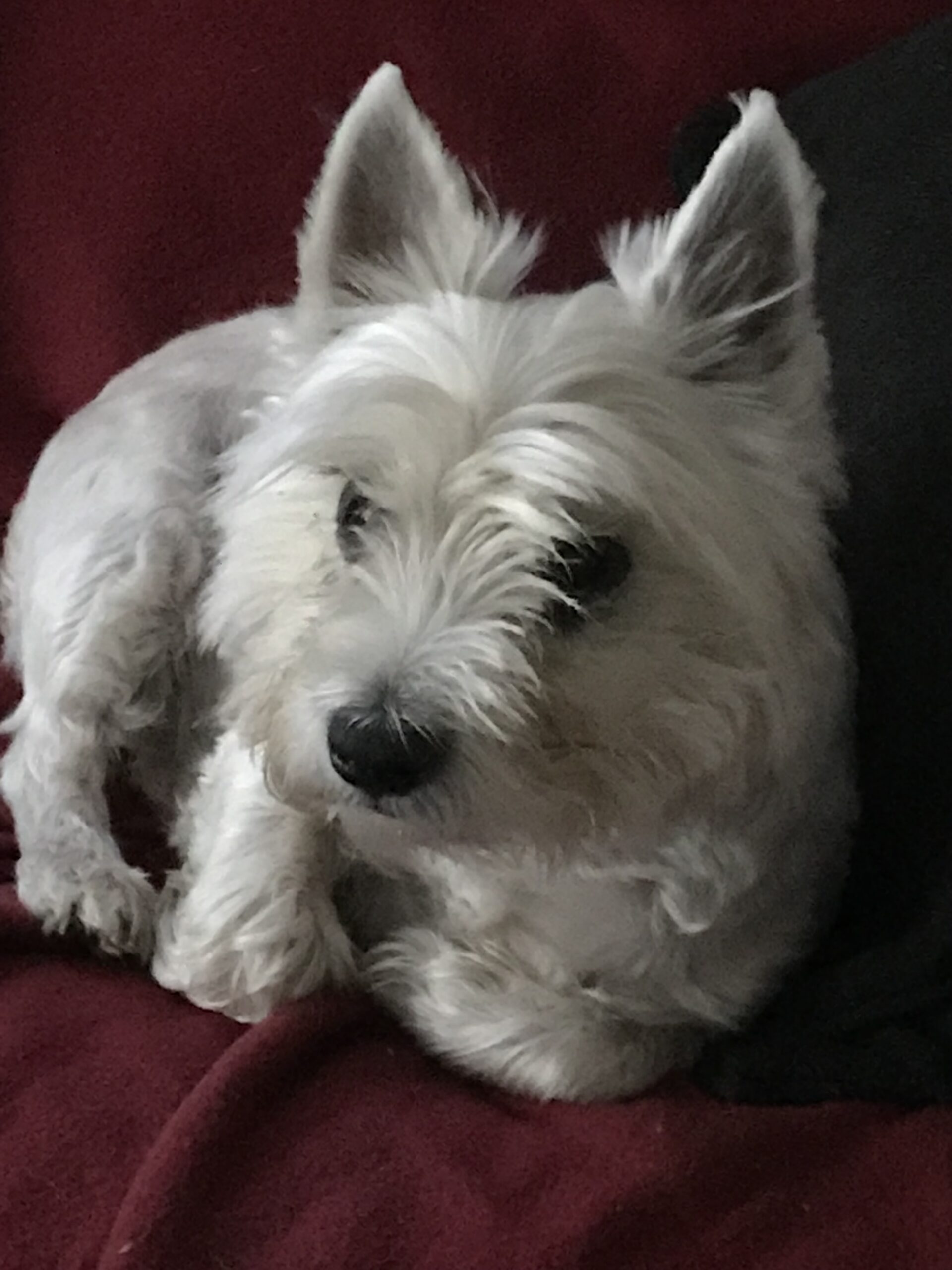 Hamish Daventry Vets