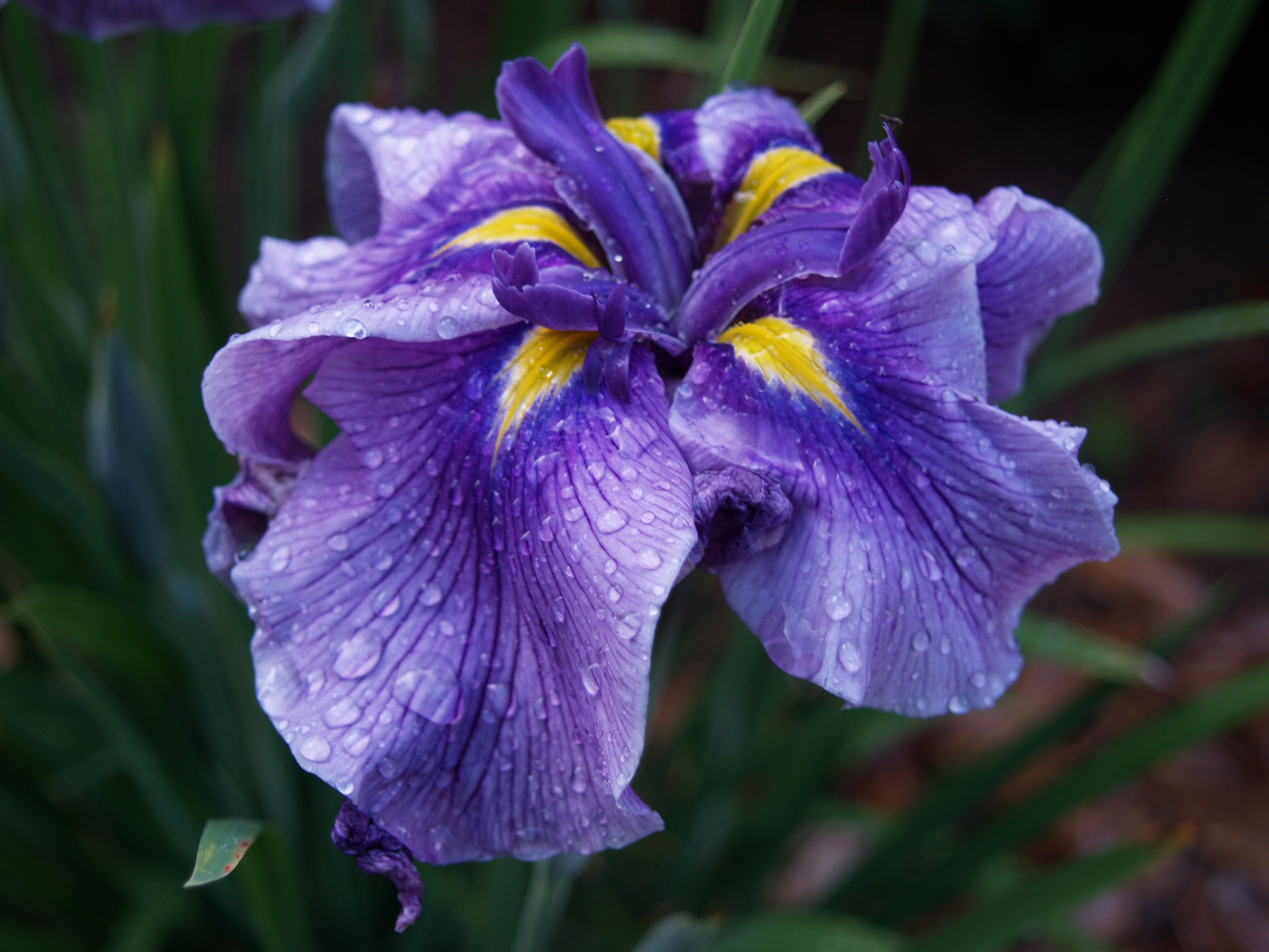 iris ensata Ramblin' through Dave's Garden