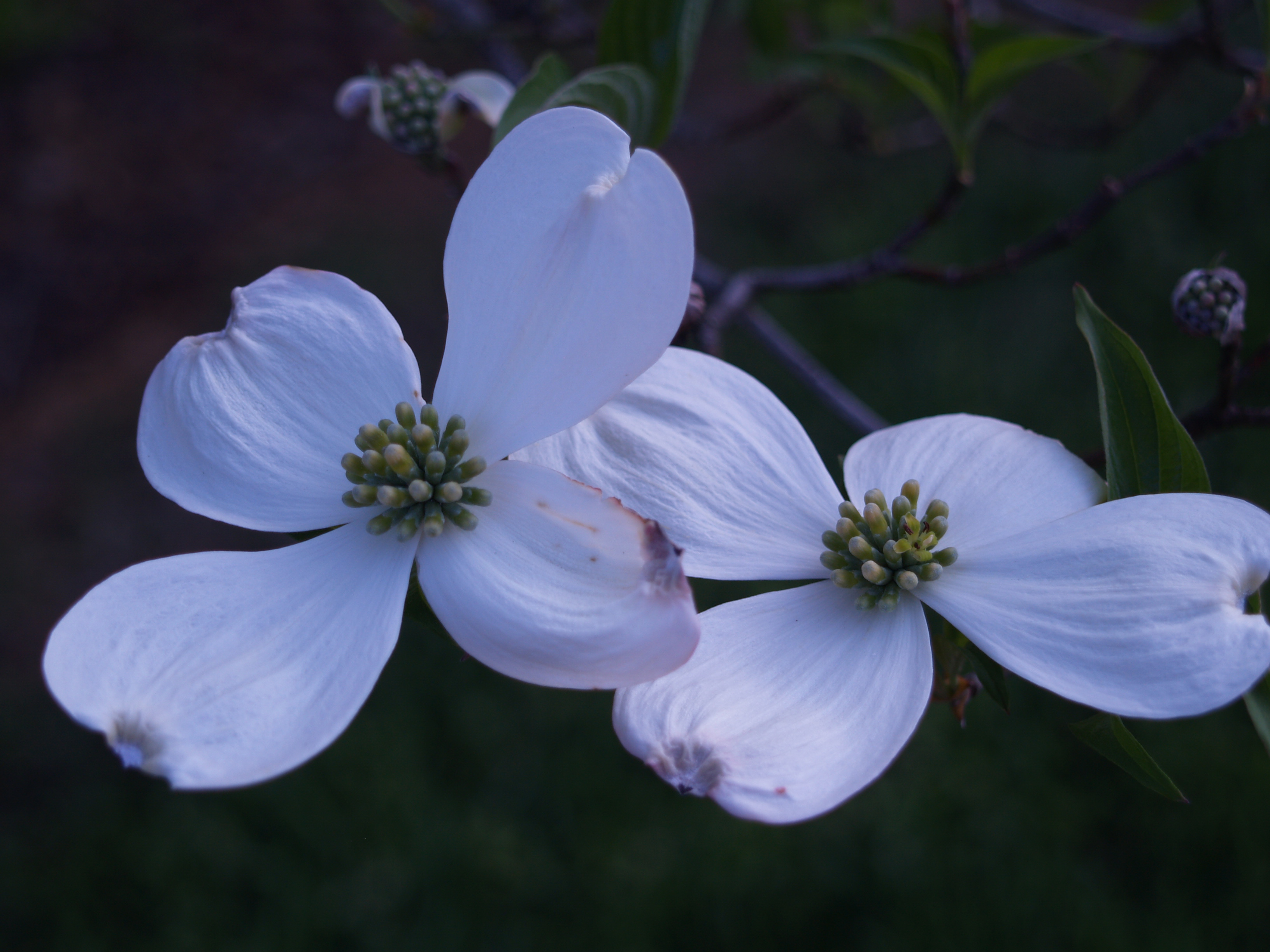 Dogwood Tree Berries Poisonous To Dogs