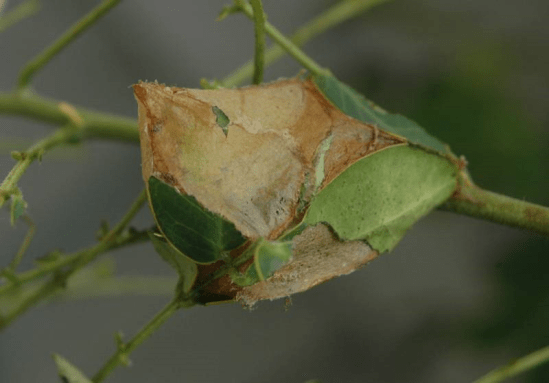 The Thrill of the Hunt Finding Moth Cocoons in the Wild Dave The Bug Guy