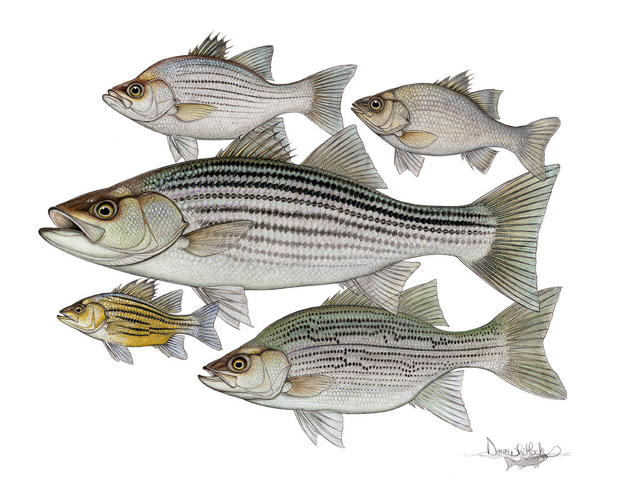 ‘The Temperate Bass’ Dave & Emily Whitlock Fly Fishing