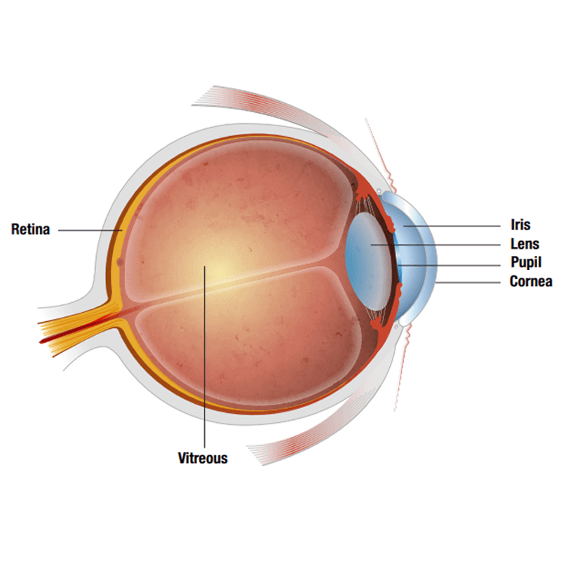 Vitreous_Humor David Richardson, MD Cataract Surgeon