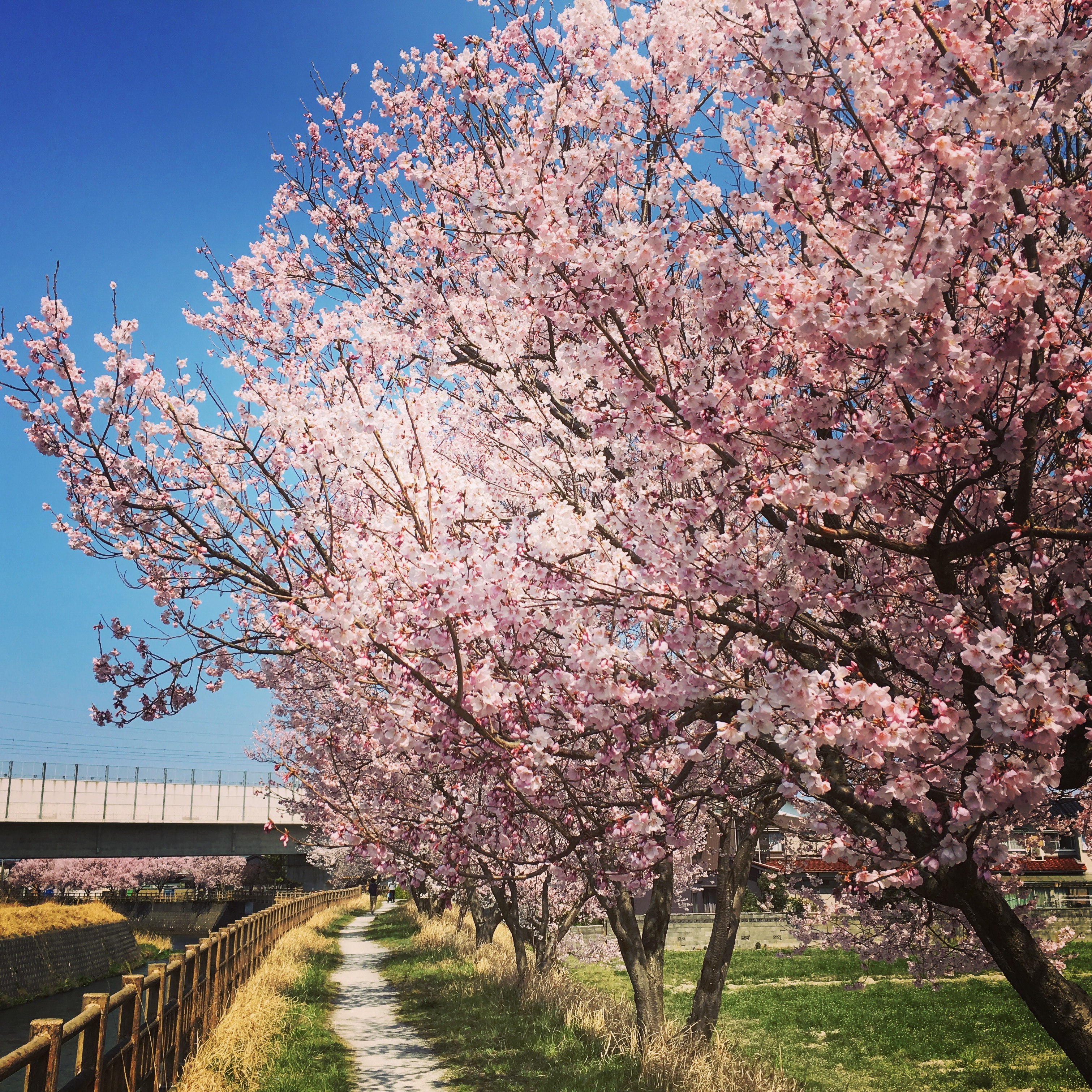 cherry blossoms near the river David Bower