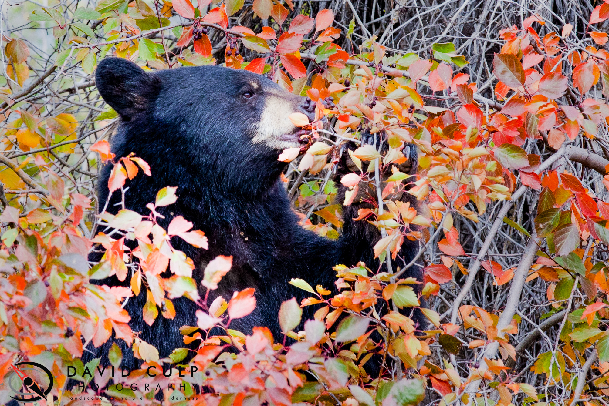 Animals in Action David Culp Photography