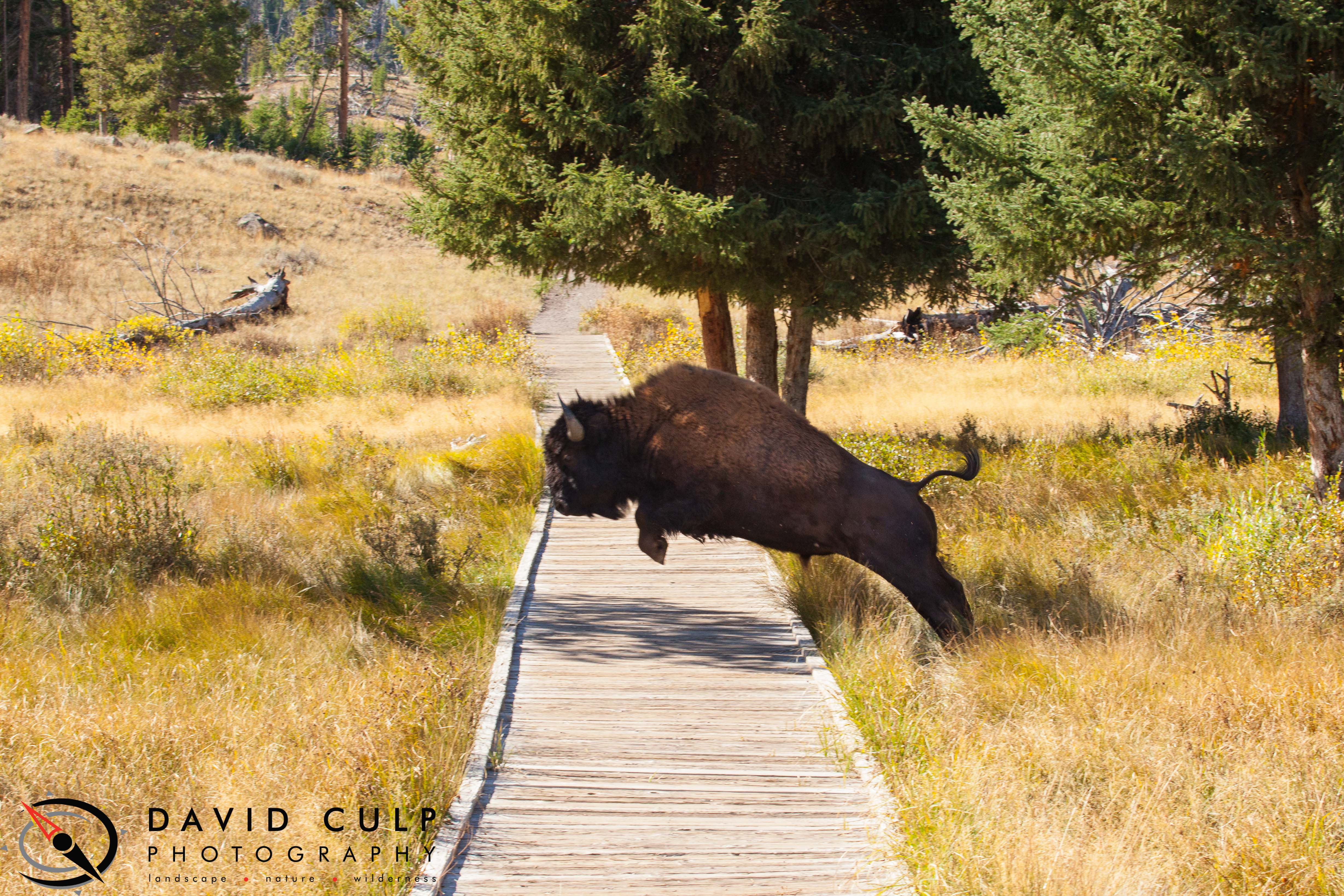 Animals in Action David Culp Photography