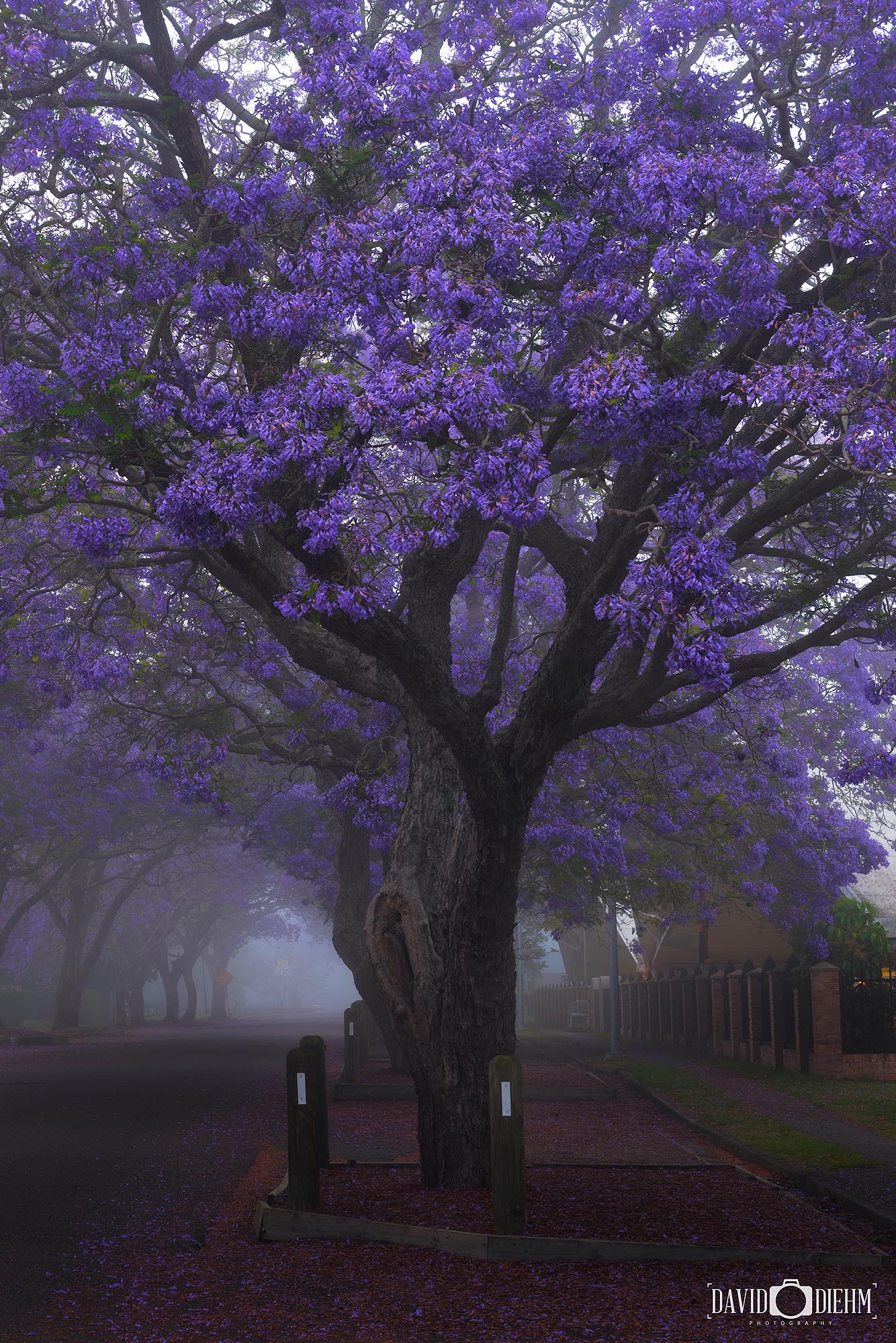 Jacaranda David Diehm Photography