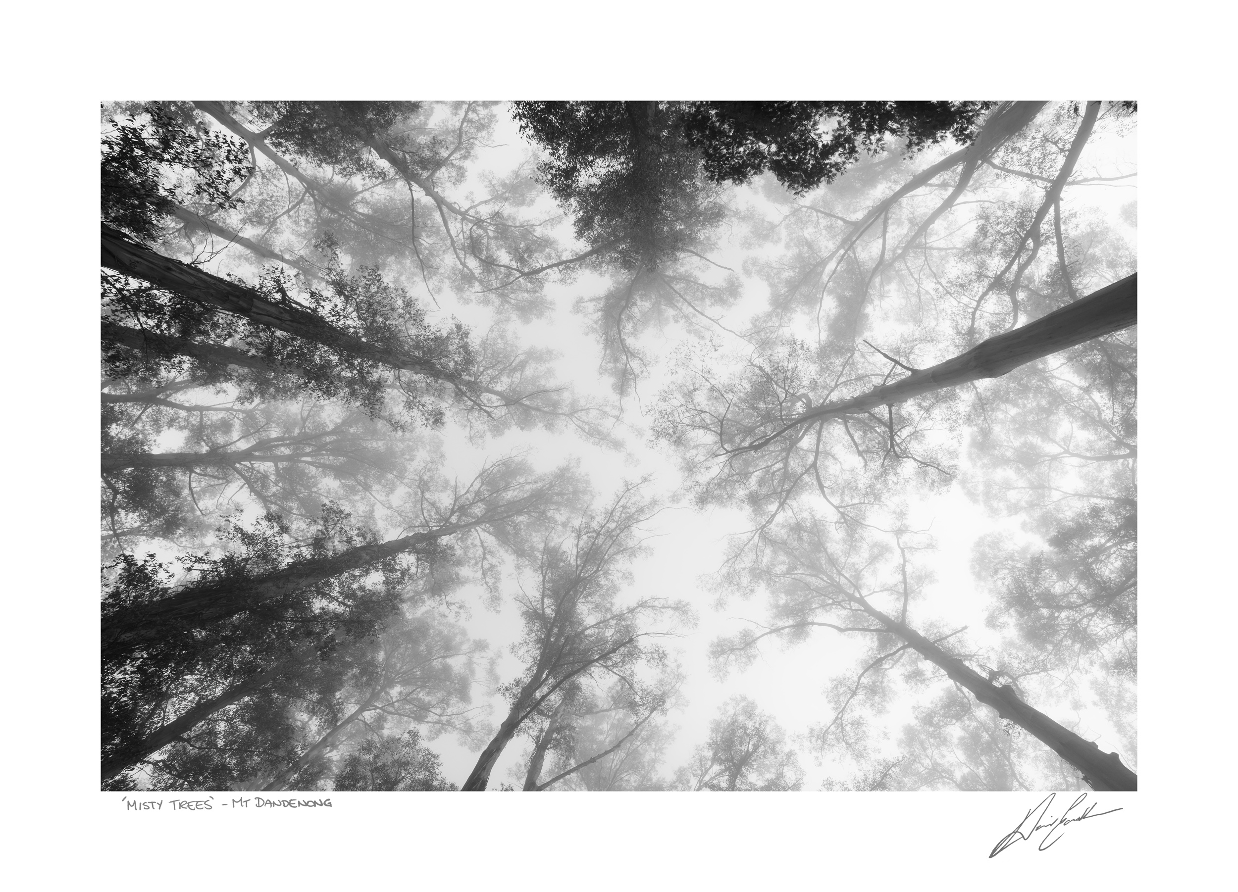Buy Framed Misty Trees Wall Art Photography In Australia David Eastham