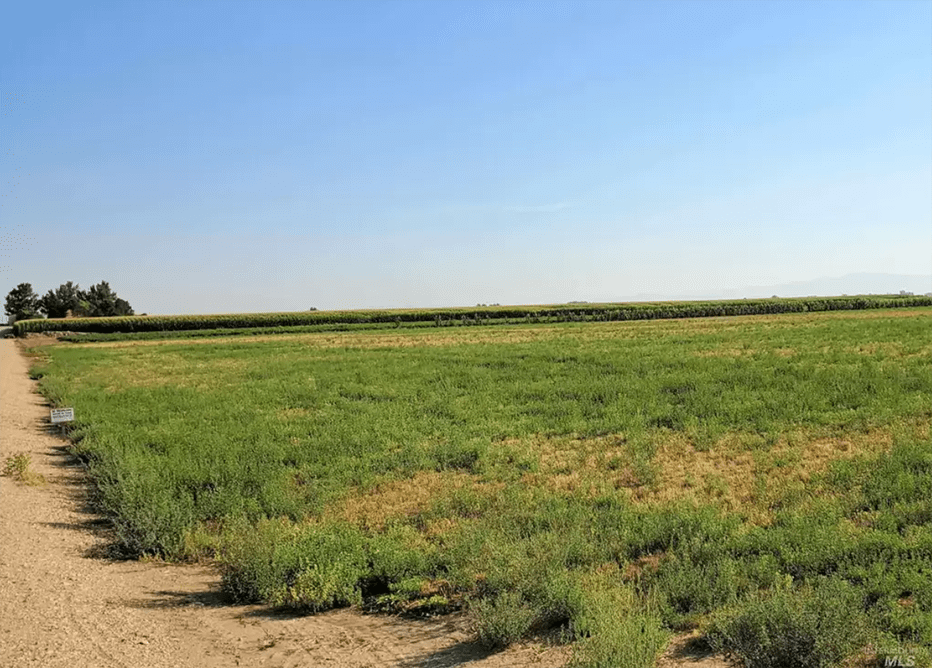 Road » David Ferdinand