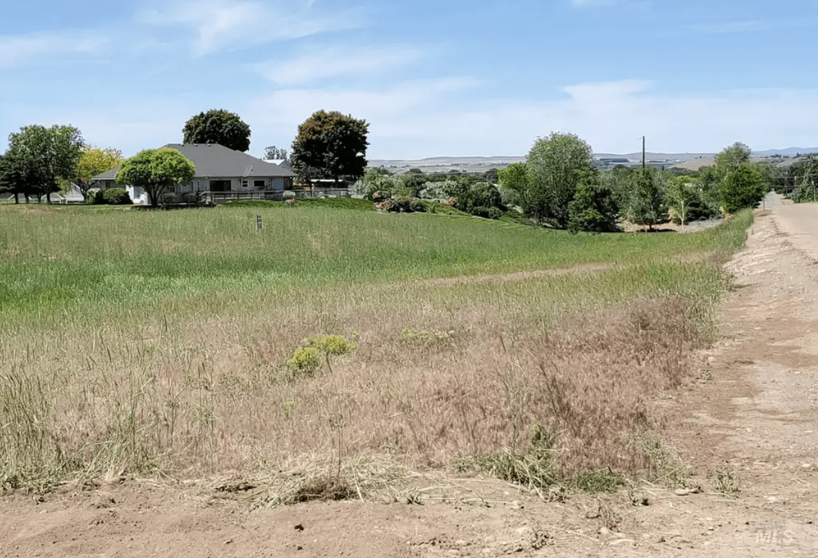 Scotch Pines » David Ferdinand