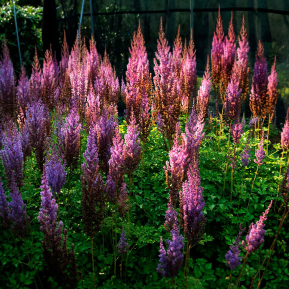 Rosedale Home Rosedale Nurseries