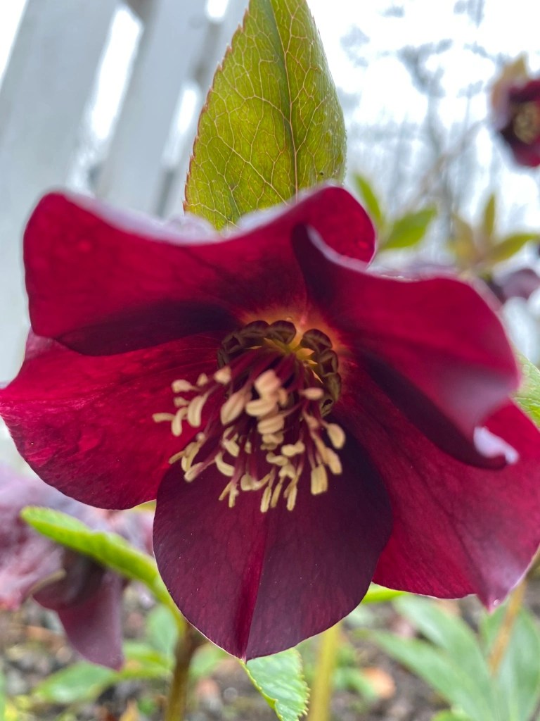 The hellebores keep on giving Quotidian