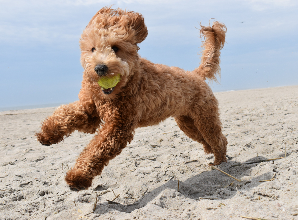 9 Fascinating Reasons Goldendoodles Make Excellent Therapy Dogs David