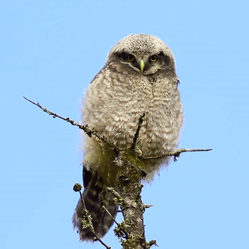Charlotte S Junkyard Owl Gif Hunt