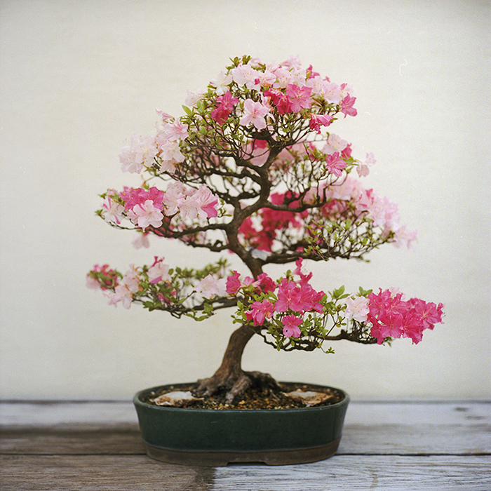 cherry blossom bonsai