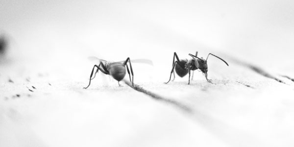 What to do When Ants Take Over Your Apartment David Lanphear