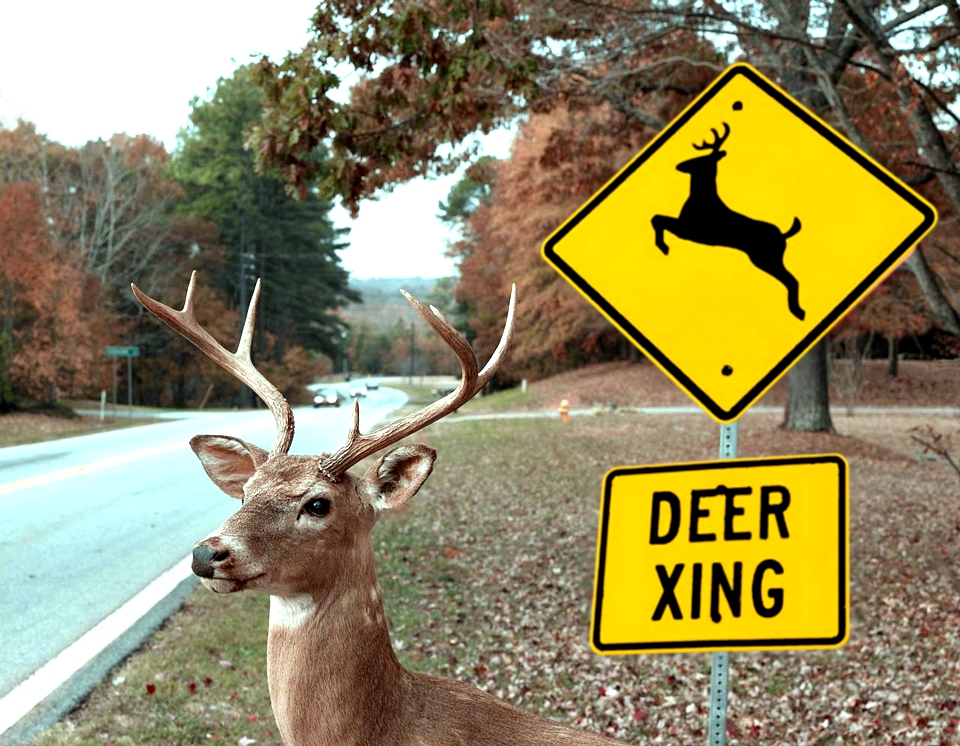Deer Crossing David M Masters