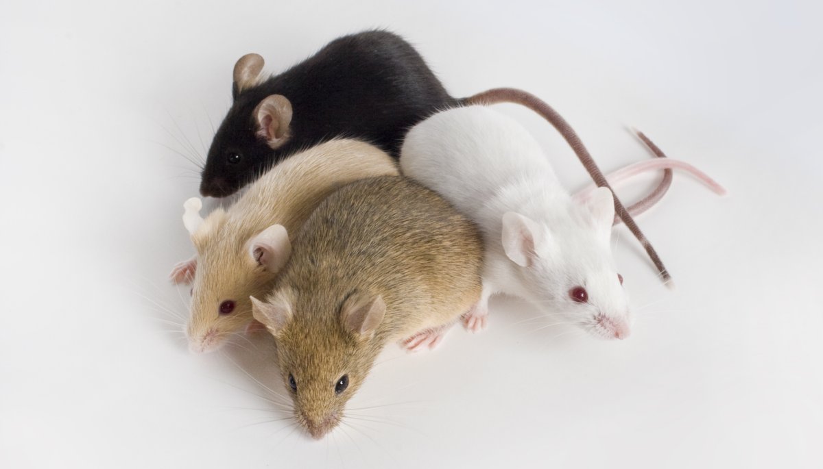 Lab Mice David M Masters