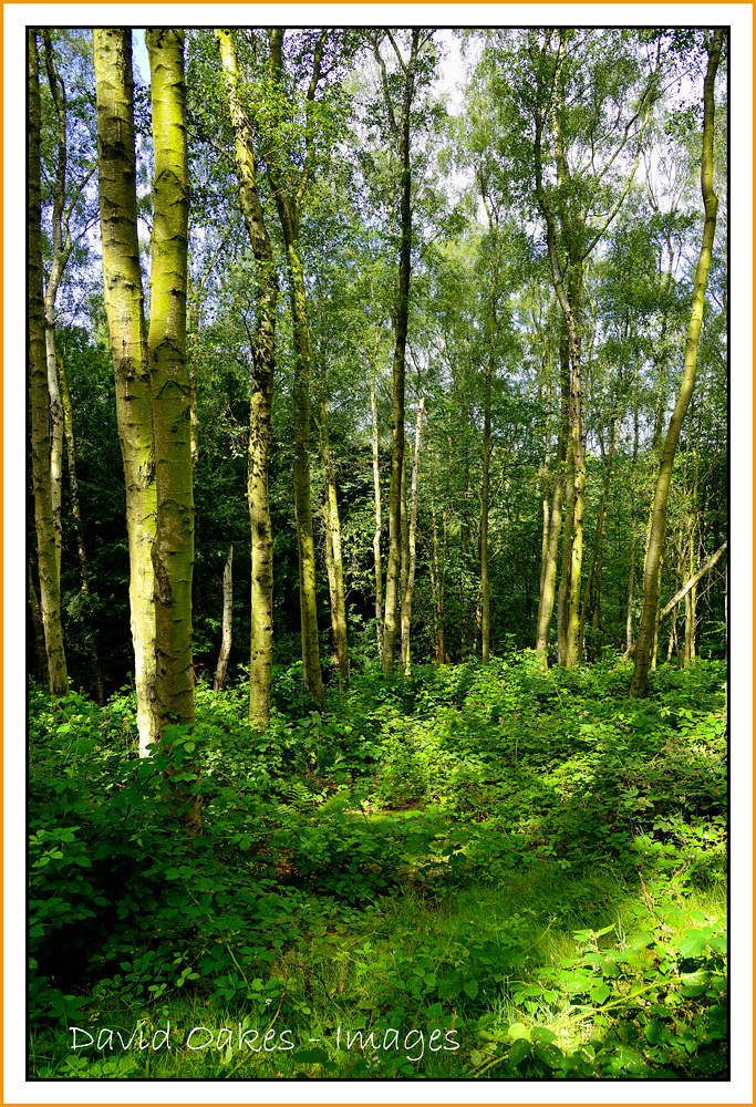 Just a Little Cooler in the Woods….. DAVID OAKES IMAGES.