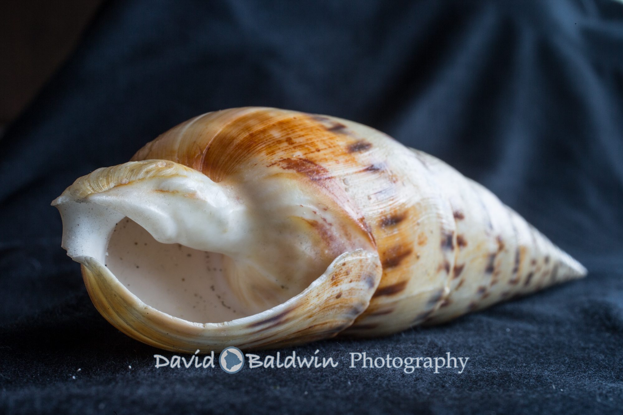 Hawaiian seashells Kona family and portrait photographer Big Island
