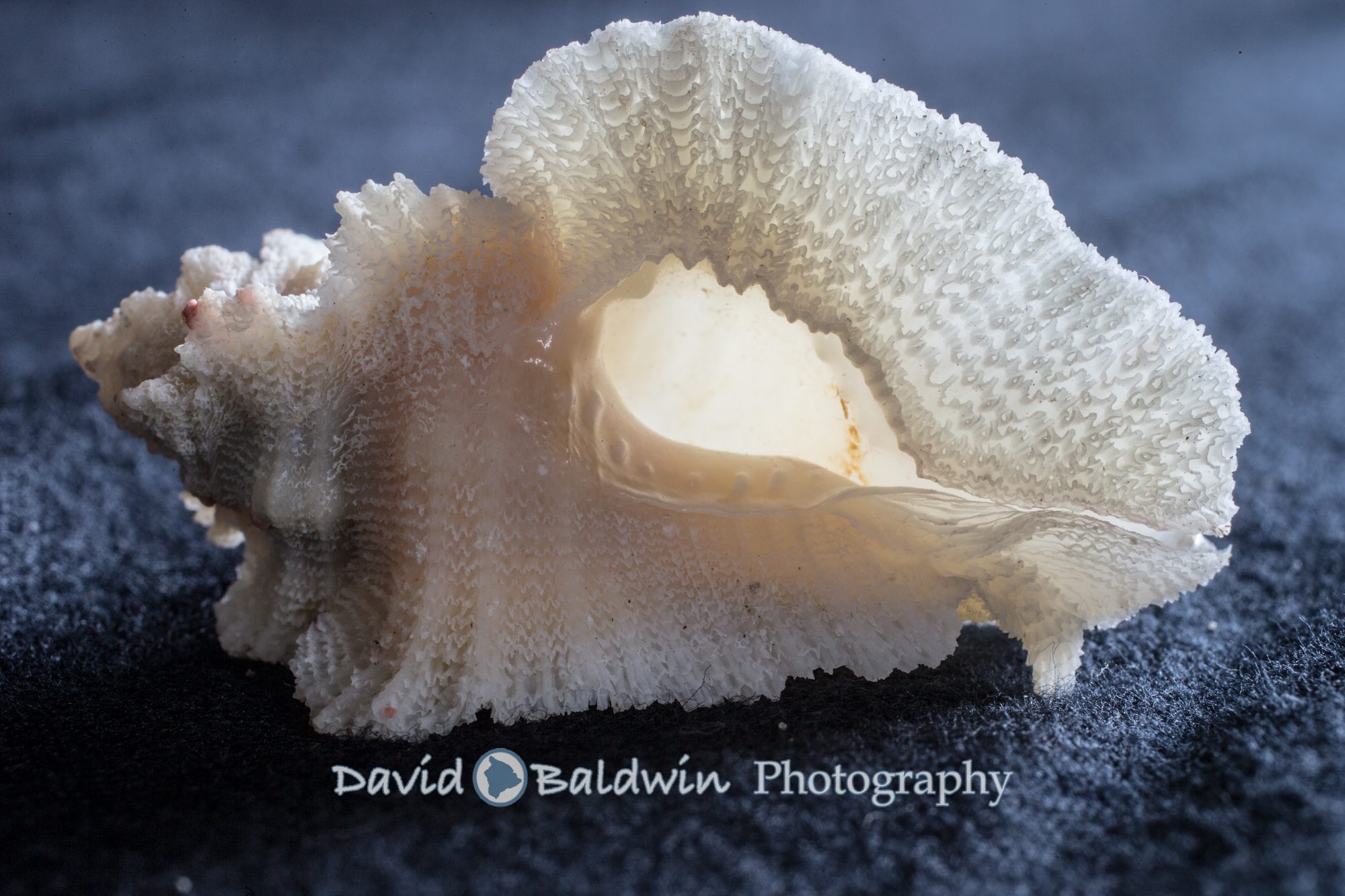 Hawaiian seashells Kona family and portrait photographer Big Island